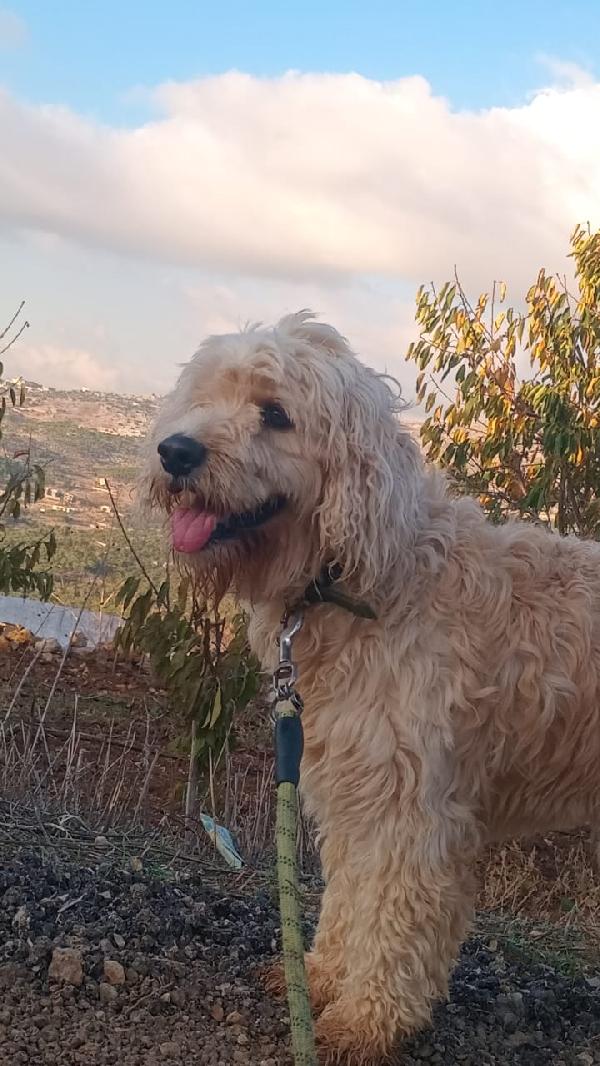 Fluffly, un barbonicino tenerissimo Foto 5